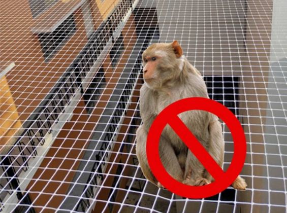 Monkey Safety Nets